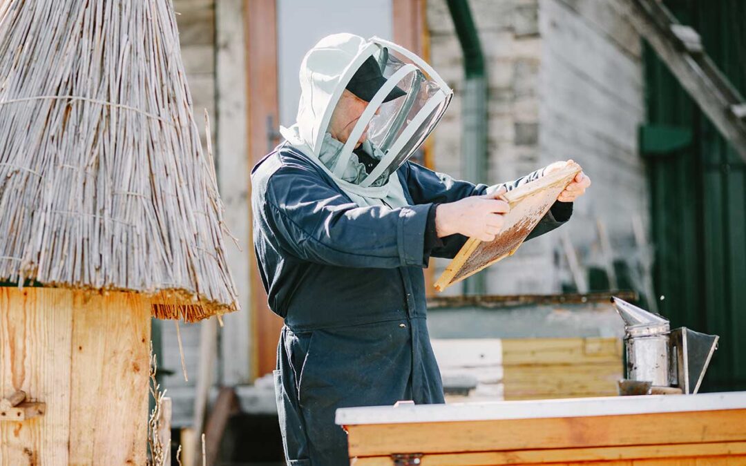 Bees – Honey Bees and Beekeeping Online Guide