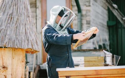 Bees – Honey Bees and Beekeeping Online Guide